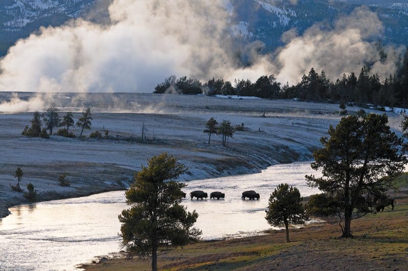 Bison crossing the Firehole River, Yellowstone National Park