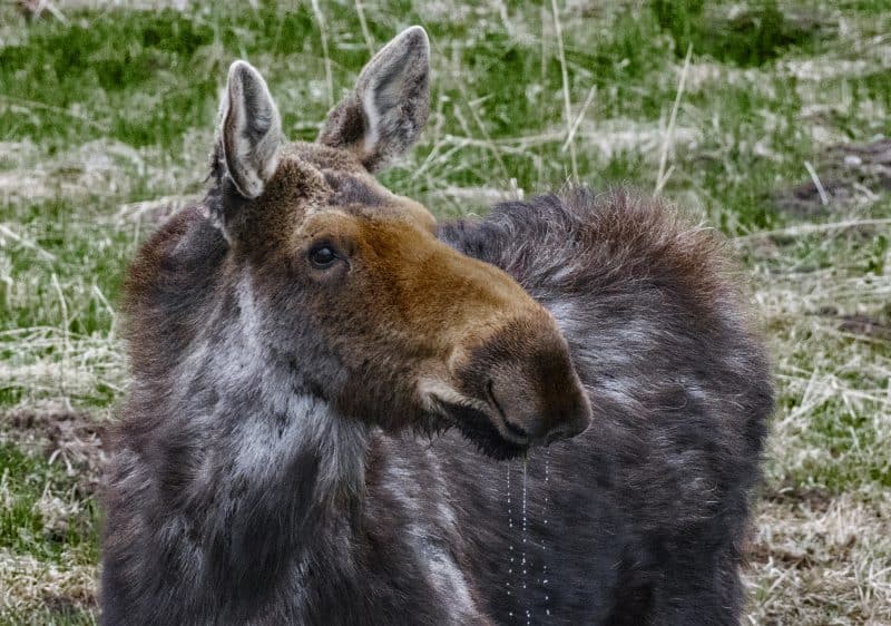 Moose, Grand Tenton National Park