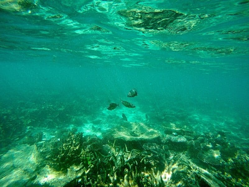 A territory battle ensues underneath the waves as these three plucky trevally fight for control of a coral stack at Oyster Stacks.