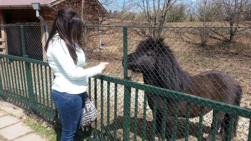 Black pony in the Sofia Zoo Garden in Bulgaria.