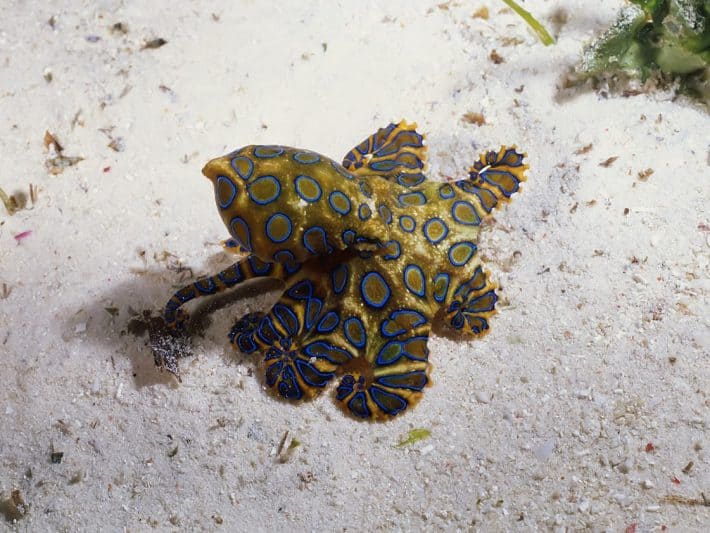 Blue-Ringed Octopus, Mabul Island, Malaysia