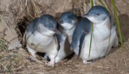 Tassie is the home of Little Penguins like these. JJ Harrison photo.