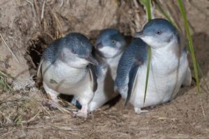 Tassie is the home of Little Penguins like these. JJ Harrison photo.