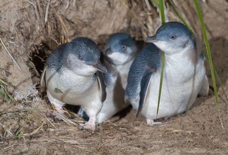 Tassie is the home of Little Penguins like these. JJ Harrison photo.