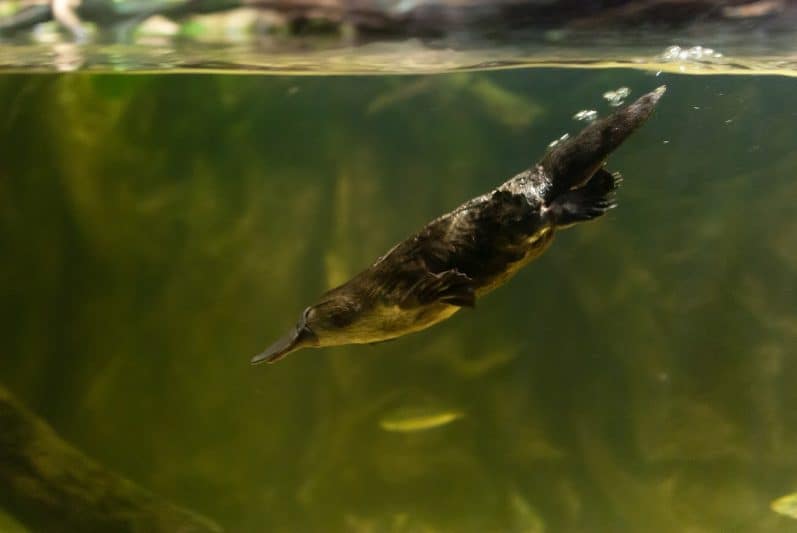 A fast-swimming playpus in Tasmania. Matt Chan photo.