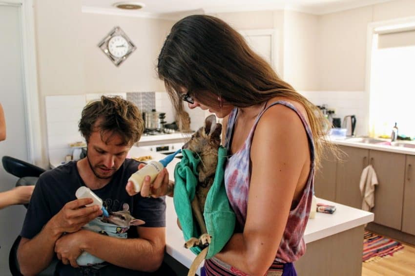 Kununurra's Kangaroo Haven Wildlife Rescue raises orphaned kangaroo and wallaby joeys from all over the Kimberley. Most joeys make it here after their mothers were killed by cars or humans.