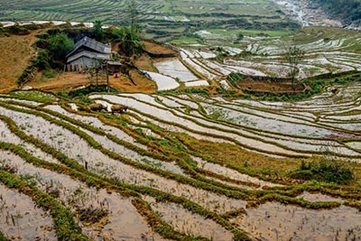 sapa rice fields