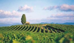 Languedoc