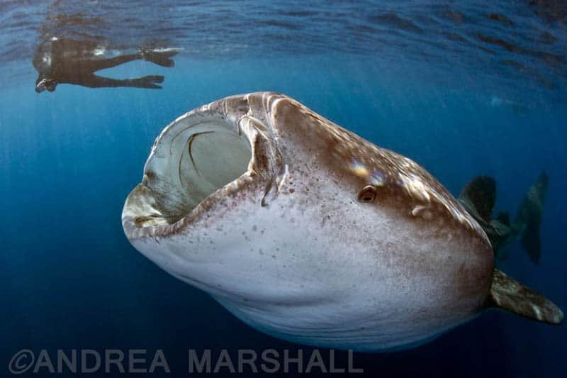 Tam and Whale Shark on ROHE Cancun