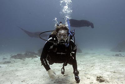 SCUBA diver swimming with rays in Hawaii. | GoNOMAD Travel SCUBA diver swimming with rays in Hawaii. | GoNOMAD Travel