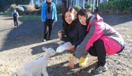 feeding-lamb