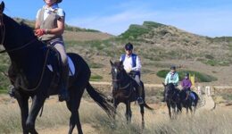 horses-along-the-trail