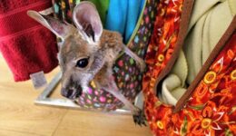 littlest joey