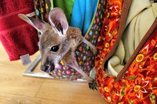 Kangaroo Cuddles in Kununurra, Western Australia 5 The littlest joeys live in Mandy's living room so that she can feed them multiple times a day. The older joeys, those over 8 months of age, live outside in communal yards.