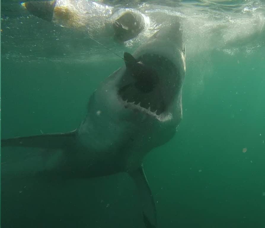 A tuna used as bait is quickly consumed by the great white sharks.