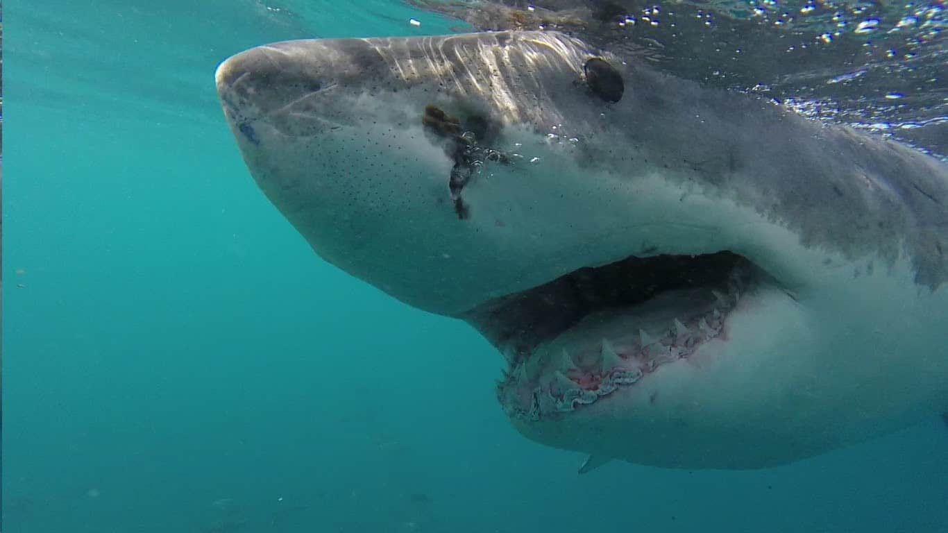 Up close and personal with a great white shark.