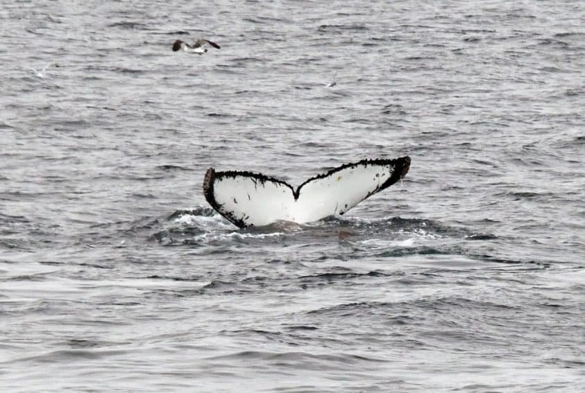 A humpback whales' fluke doing a dive.