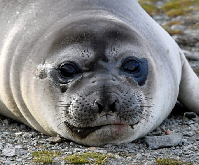 A baby fur seal on the beach. 