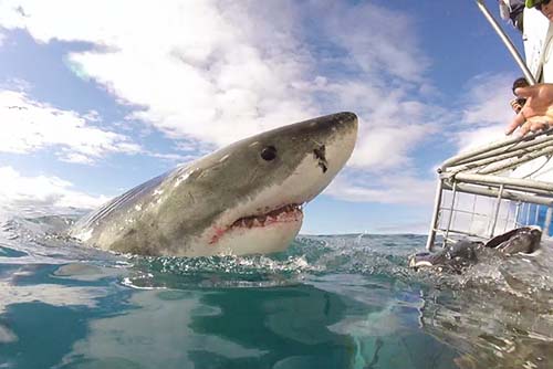 Swimming with South African Sharks 3 A shark popping out of the water as occupants of the cage are told to GET DOWN!