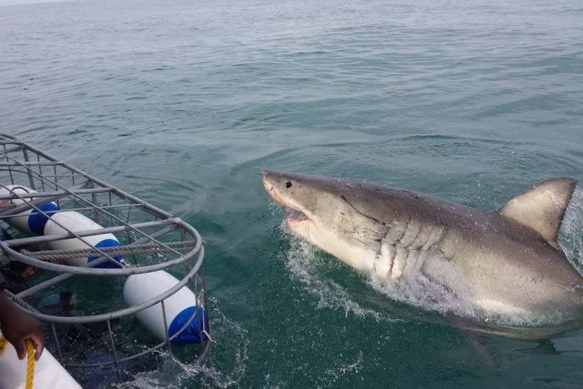 Swimming with South African Sharks 1 A view of a great white shark off the coast of South Africa. Heide Brandt photos.