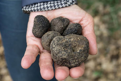 A CBS News report back in 2012 called truffles, the knotty tuber that frequently grows under oak trees, the most expensive food in the world.