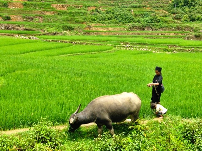 Goats on the trail near rice paddies in the Highlands of North Vietnam.