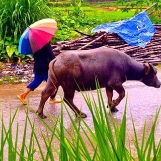 Water Buffalo along the road in the Highlands.