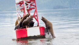 Sealions fighting over territory