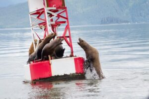 Sealions fighting over territory
