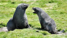 seal pups