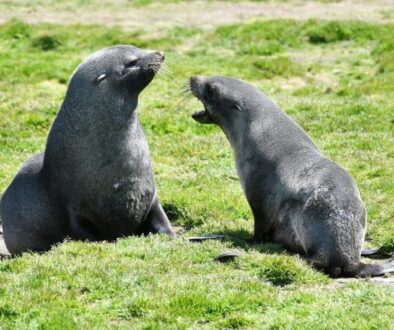 seal pups