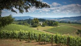 David Hill Winery, in Oregon's Tualatin Valley.