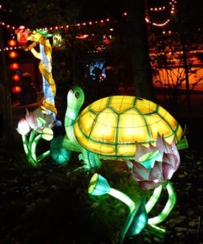 turtle Montreal