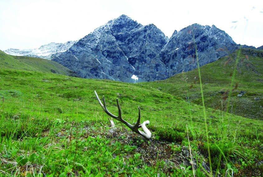 Northfork Boreal Forest