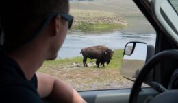 Bison