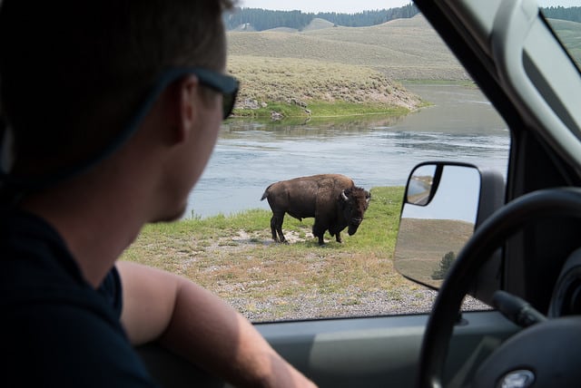 You'll see plenty of bison during your drive through Yellowstone.