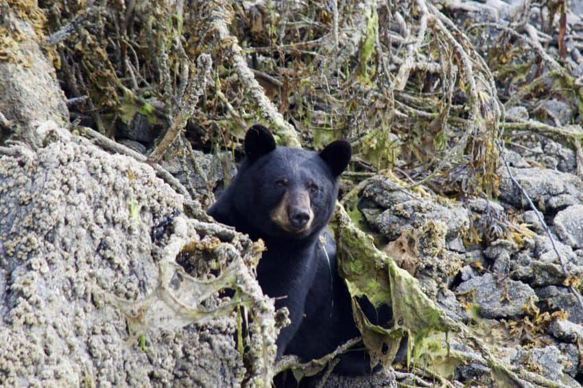 a bear on the beach Alaska’s Ridgewood Wilderness Lodge: Gateway to Adventure