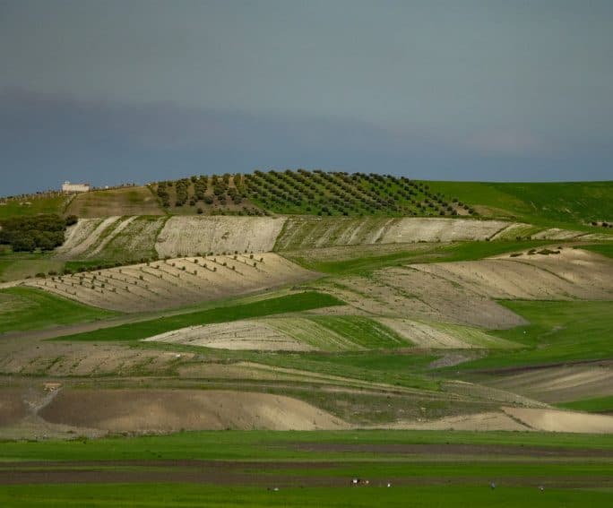 Oranges, tomatoes, potatoes, olives, and several varieties of grains are part of Morocco's agricultural production.   Water within the country is a precious commodity.  Irrigation methods which have improved dramatically over the last few years have helped to contribute to a higher success with crops.