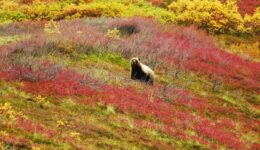 Grizzly Bear