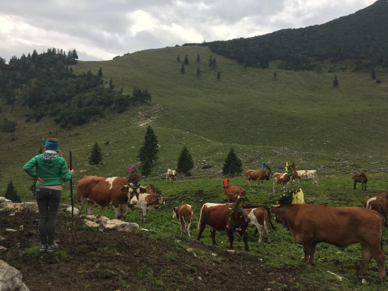 Bavaria's Viehscheid: When the Cows Come Home 5 Farmer watching over her cows. | GoNOMAD Travel