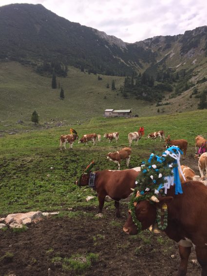 Bavaria's Viehscheid: When the Cows Come Home 4 Cows making their way down the mountain. | GoNOMAD Travel