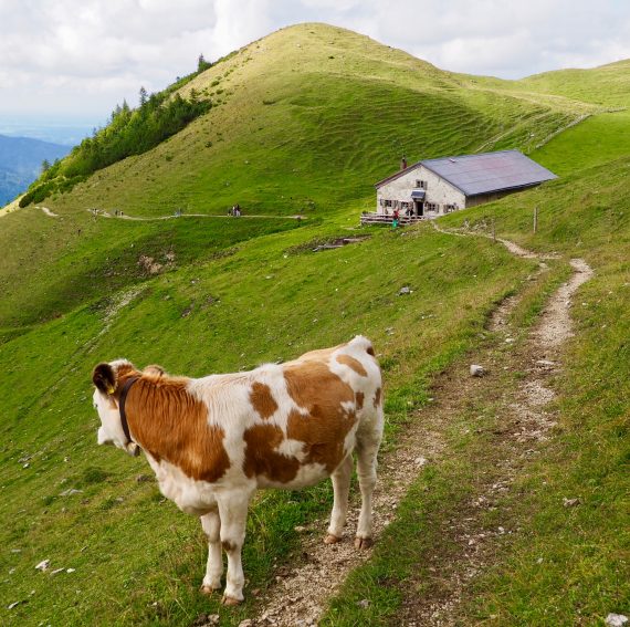 Bavaria's Viehscheid: When the Cows Come Home 1 Viehscheid, the time when the cows come down the mountain in Bavaria. | GoNOMAD Travel