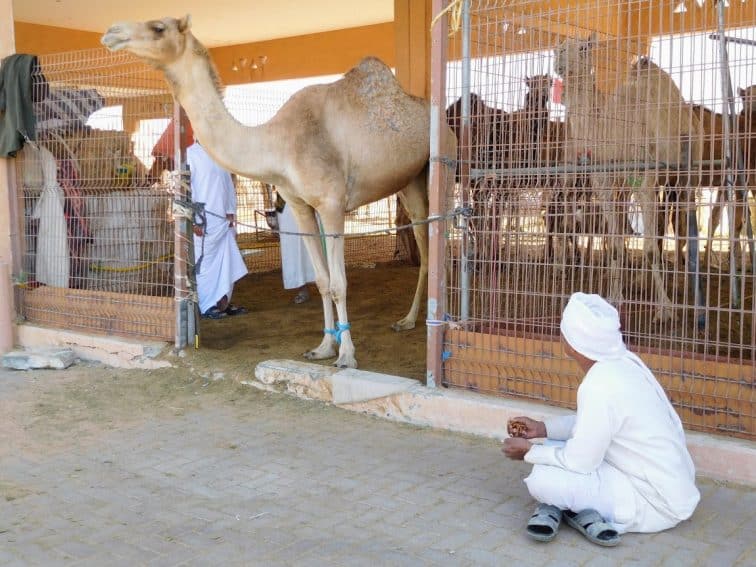 Al Ain, A Desert Oasis in the Emirates 10 Proud camel and his owner at Al Ain camel market. | GoNOMAD Travel