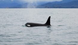 Whales, 2006
