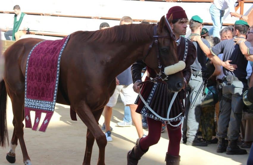 Both horse and handler show their determination as they prepare for the competition.