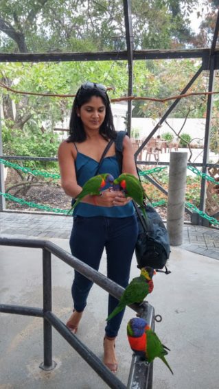 Florida’s Gold Coast: Blooming with Color 5 Interacting in the Lorikeet habitat at Butterfly World in Coconut Creek, Florida | GoNOMAD Travel