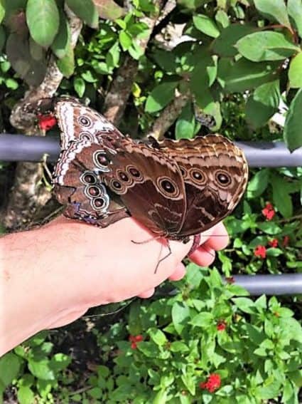 Florida’s Gold Coast: Blooming with Color 3 Butterflies land on a hand in Butterfly World in Coconut Creek, Florida. | GoNOMAD Travel