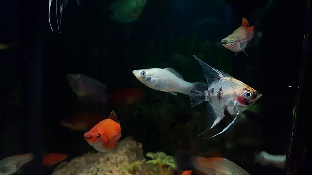 Some of the tropical fish that can be seen while diving in Hawaii. | GoNOMAD Travel