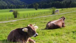 bavarian-cows