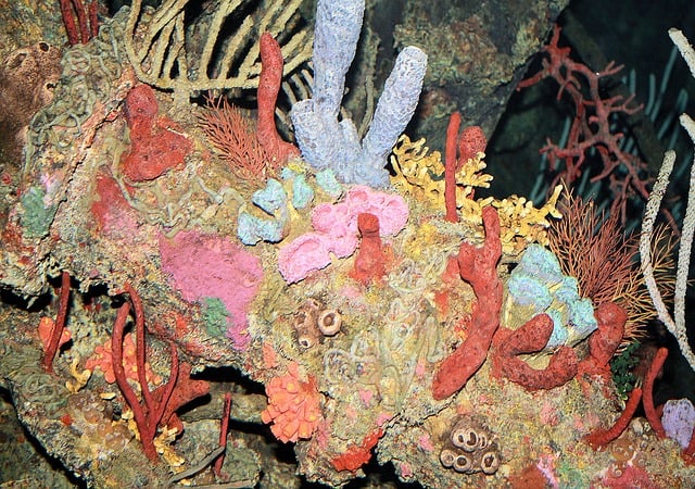 Coral seen while diving in Hawaii. | GoNOMAD Travel